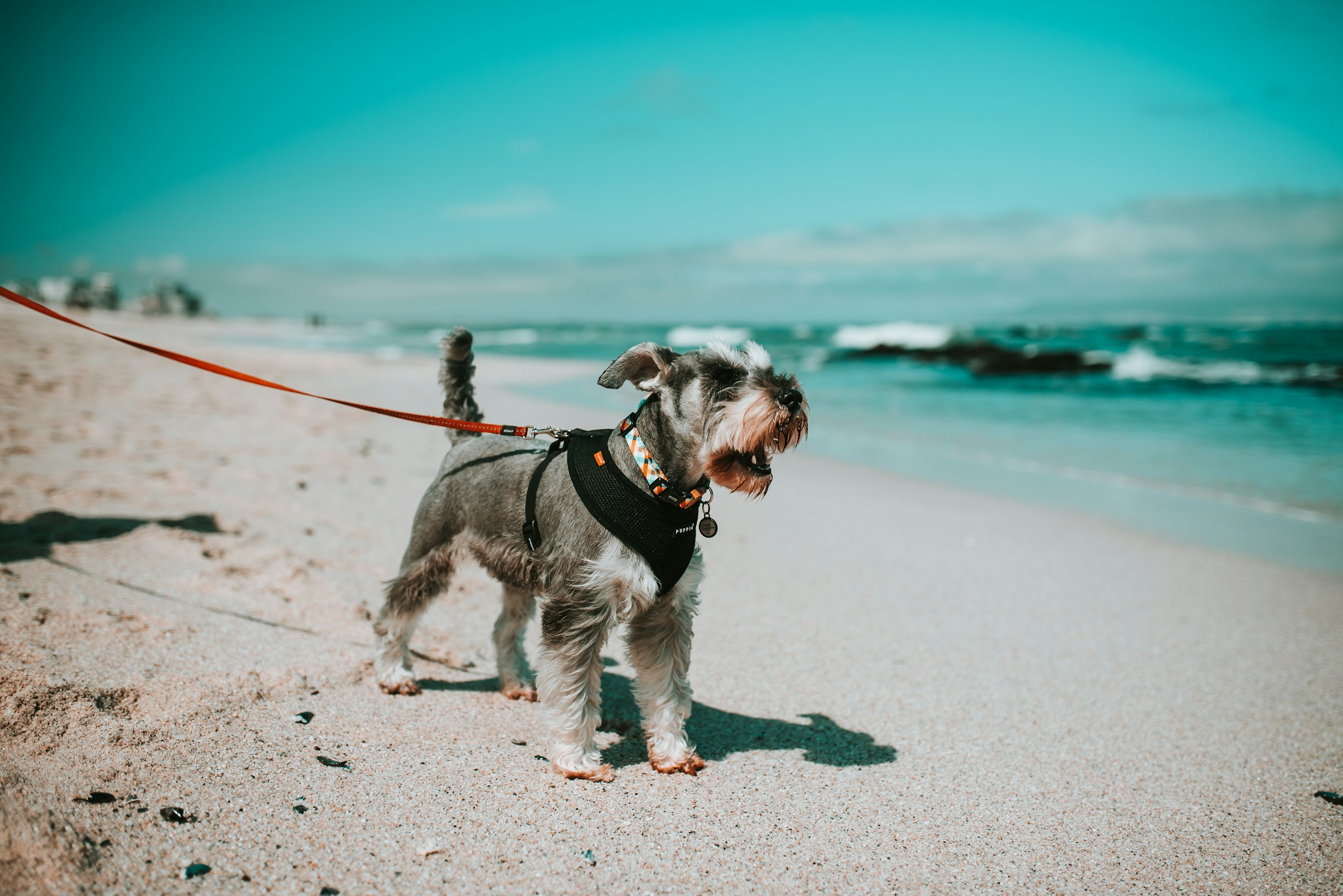 Meet Daniela Dog